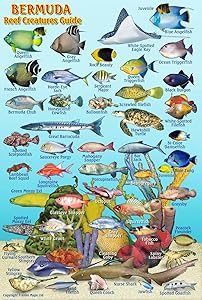 kindle best category lists