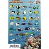 Hawaii Marine Invertebrates and Shells ID