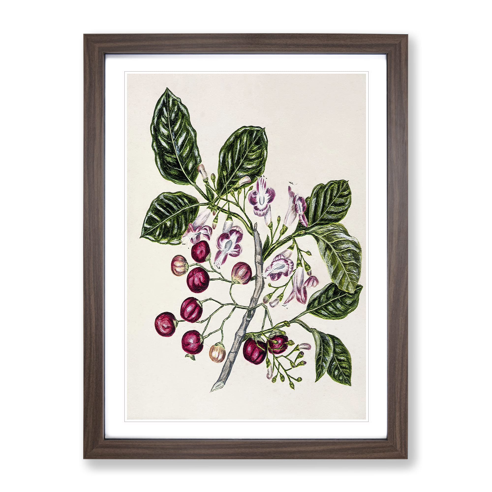 Puriri Vitex Lucens Flowers By Sarah Featon Vintage Framed Wall Art Print, Ready to Hang Picture for Living Room Bedroom Home Office Décor, Walnut A4 (34 x 25 cm)