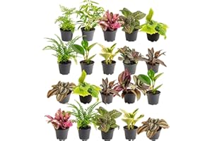 Costa Farms Live Plants (Pack of 20), Easy to Grow Live Indoor Houseplants in 2.5-Inch Plant Pots, Hand-Selected Varieties, Home and Room Decor