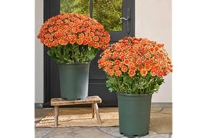 WARTLEVES Funsdecor Mums, Artificial Sunset Mums, Artificial Outdoor Sunset Flowers-UV Resistant, Waterproof, Windproof, Fake Fall Flower Daisy With Eucalyptus, Look Real, Full, Vibrant (10bundle Orange)