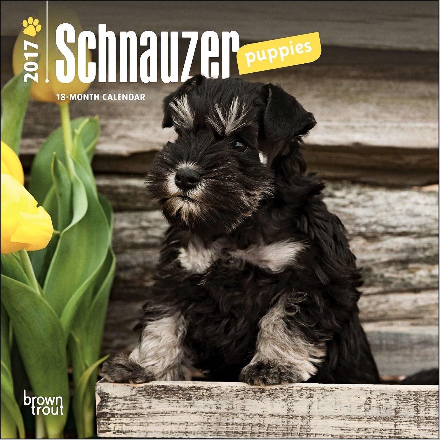 Schnauzer Puppies Mini Calendar 2017 - Deluxe Small Wall Calendar (7x7)