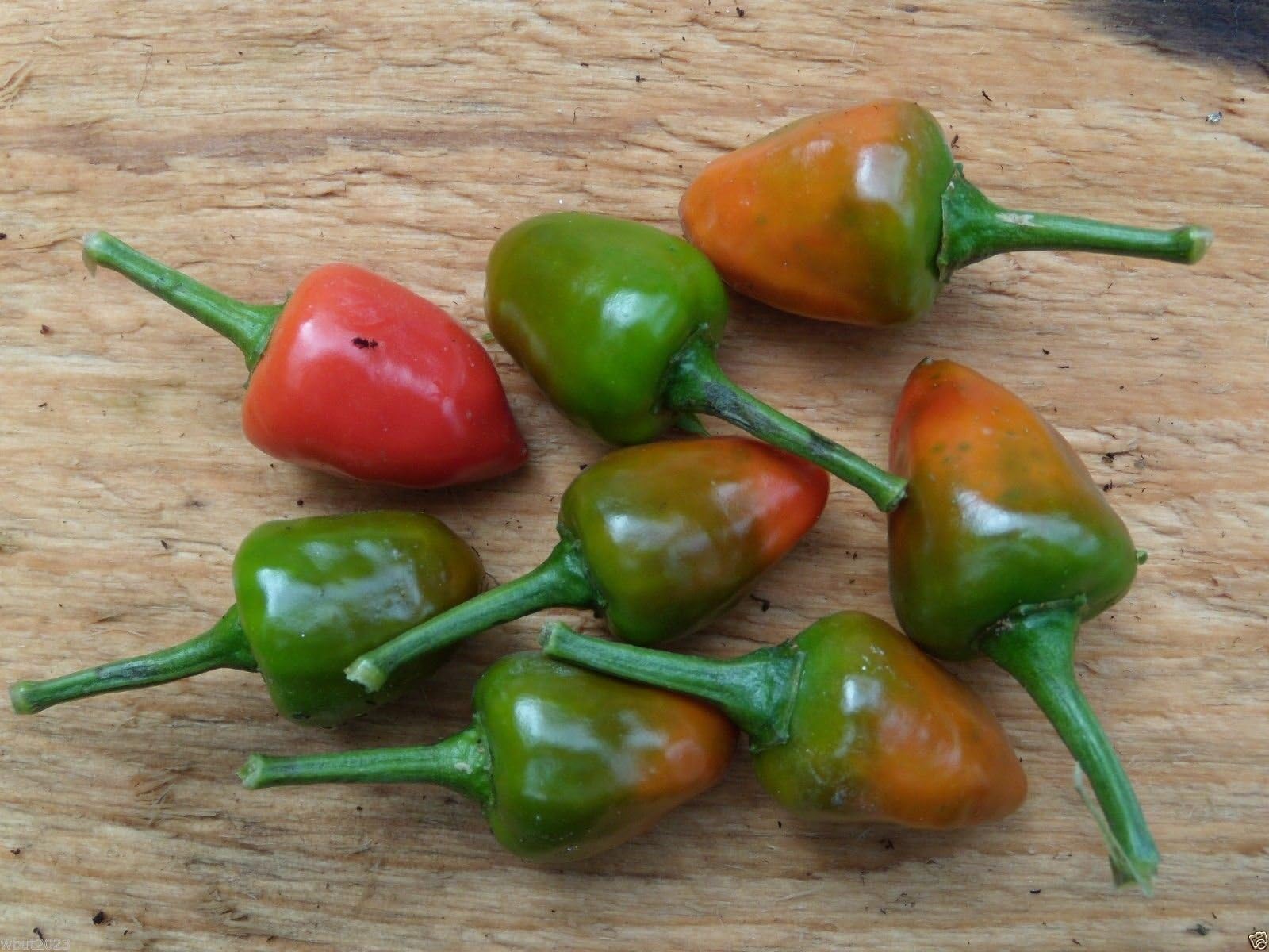 25 Dundicut Chili Peppers Seeds - Popular in Pakistani & Indian Cooking~Very Rare