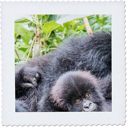 Amazon Co Jp 3drose Danita Delimont ベビー動物 ルワンダ Ruhengeri Kinigi マウンテン ゴリラ 赤ちゃんと母 キルト正方形 18x18 Inch Quilt Square Qs 7 ホーム キッチン