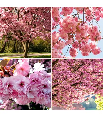 Amazon.com : 12 Japanese Flowering Cherry Blossom Seeds : Patio
