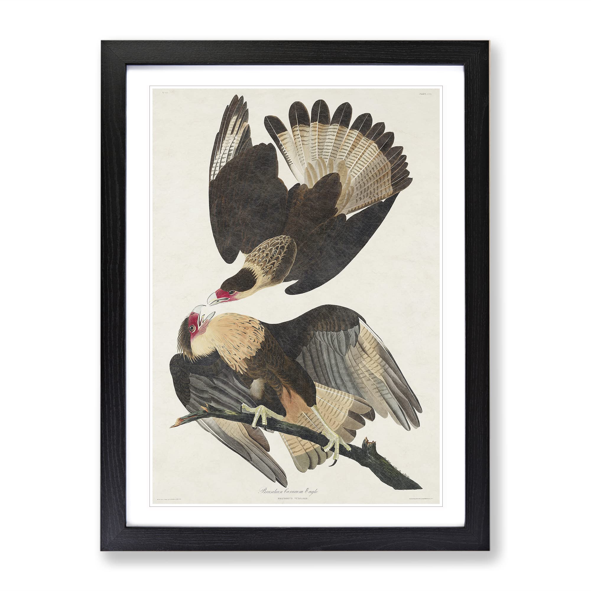 Brasilian Caracara Eagle By John James Audubon Vintage Framed Wall Art Print, Ready to Hang Picture for Living Room Bedroom Home Office Décor, Black A4 (34 x 25 cm)