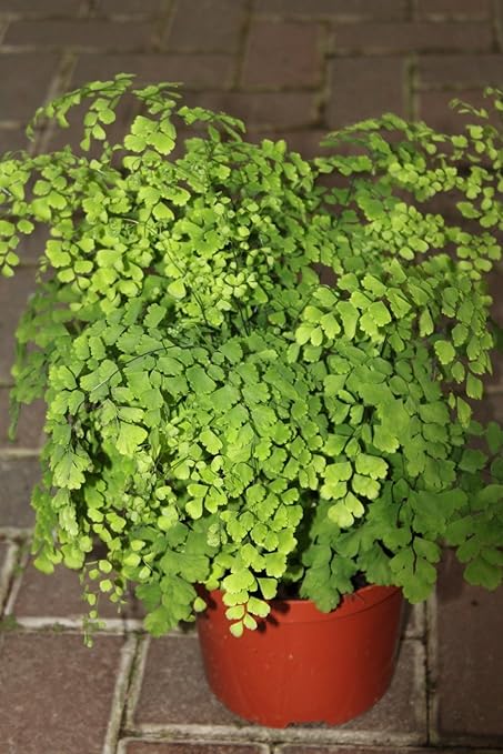 Amazon Com Live Fritz Maid Fern Plant Delta Maidenhair Fern