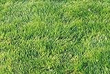 Emerald Zoysia Grass Seeds - Emerald Grass Seeds