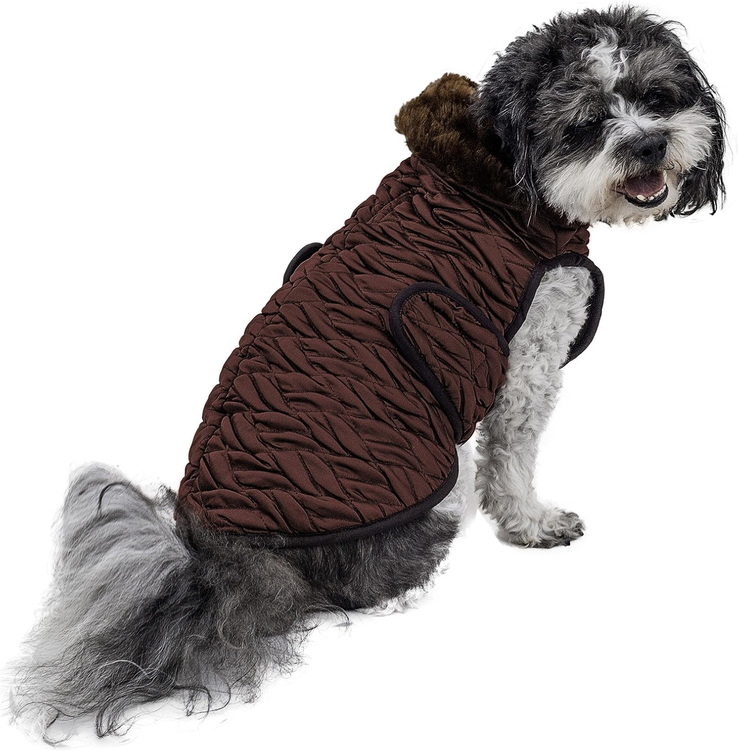 burgundy coat dog