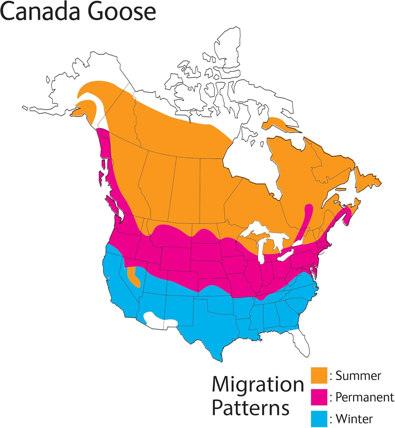 30 Migration Map Of Canadian Geese