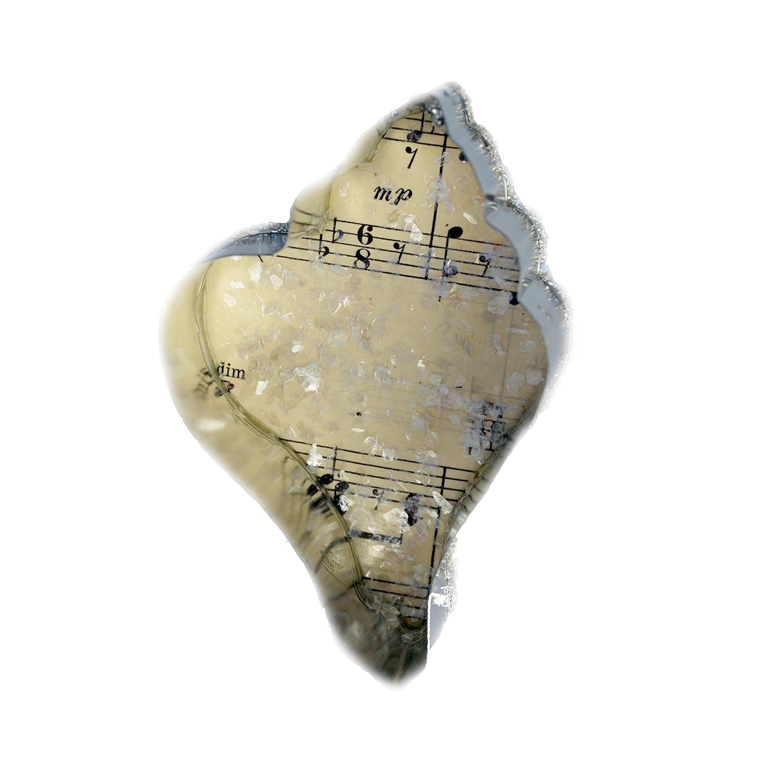 Amazon.com: Nautical Conch Shell Cookie Cutter Ornament ...