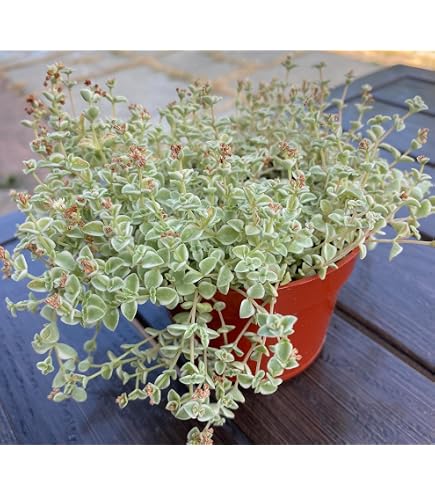succulent key lime pie Adromischus Cristatus main image 0