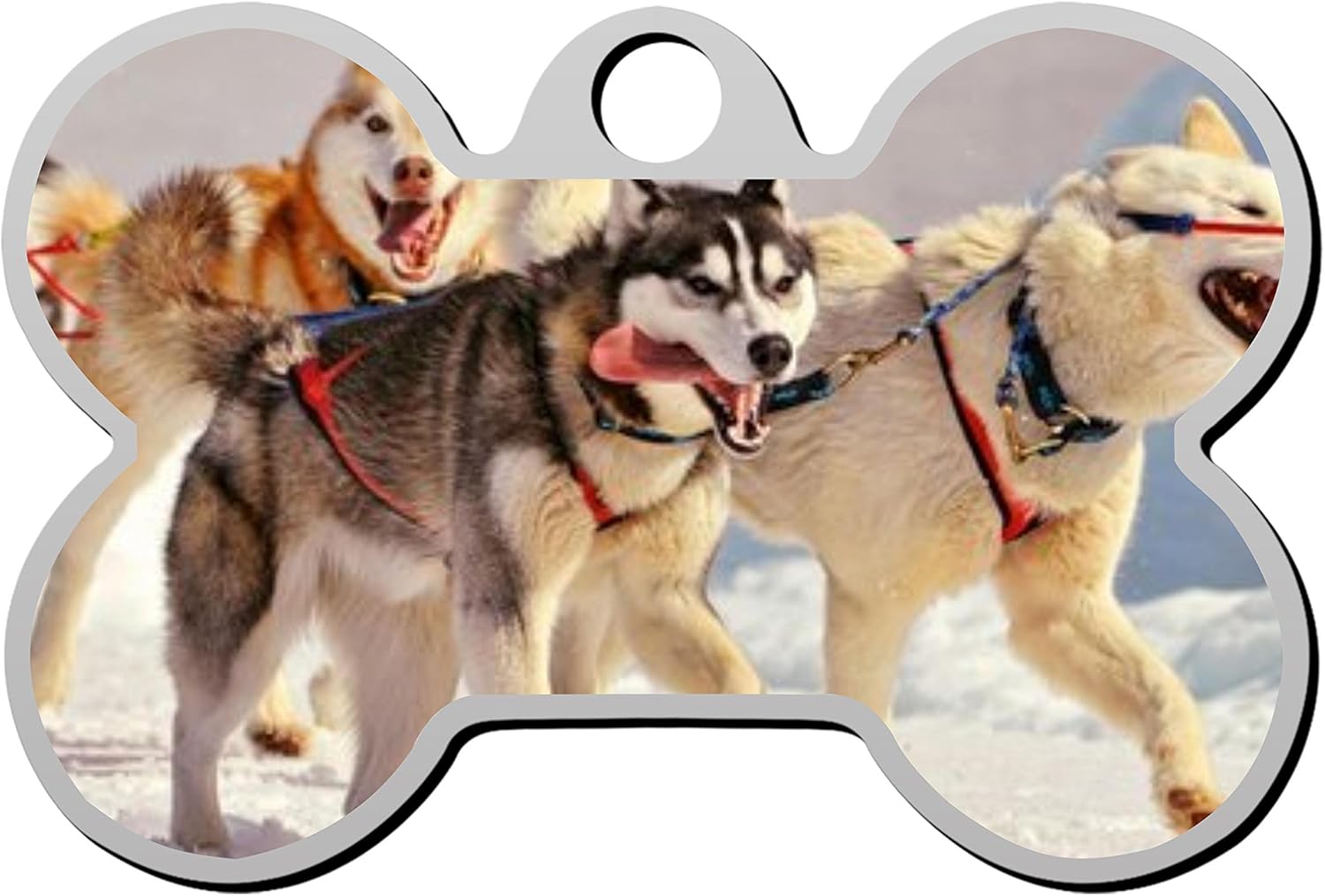canadian pet tags