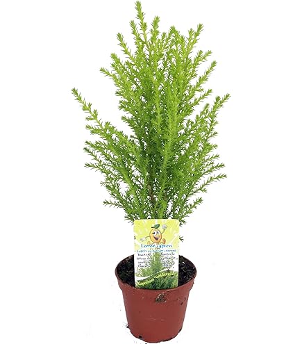 bonsai draht set Bonsai Draht Starter Set – Aluminiumdraht in verschiedenen Stärken – Bonsai  Studio