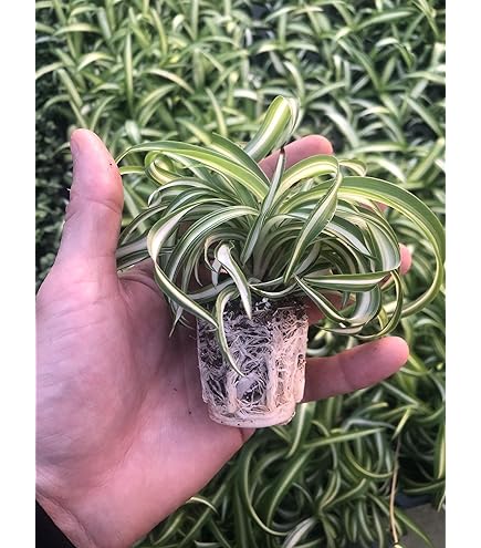 outdoor succulents in pots Garden Age Supply Stone Succulents Pot - Small Set Of 12 main image 1