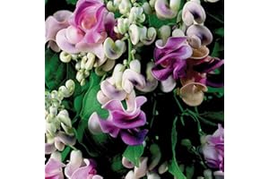 CHUXAY GARDEN Cochliasanthus Caracalla-Corkscrew Vine,Snail Vine,Snail Creeper,Snailflower,Snail Bean 8 Seeds Edible Bean Flower Vines Easily Grow