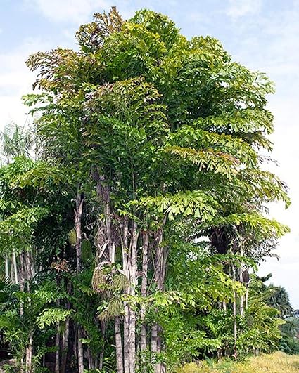Muda de Palmáceas - Mudas Frutabella
