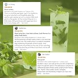 Scott&Co Herb Seed Variety Pack UK Planting Basil Chives Parsley Coriander view 5