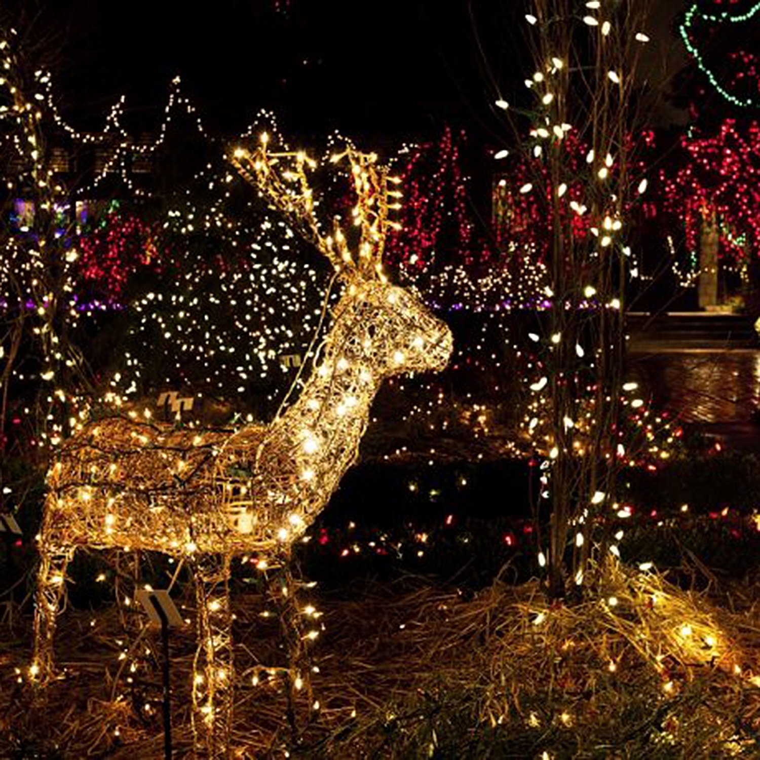 Fivanus 33Foot 100 LEDs Copper Strings Lights (Silver)