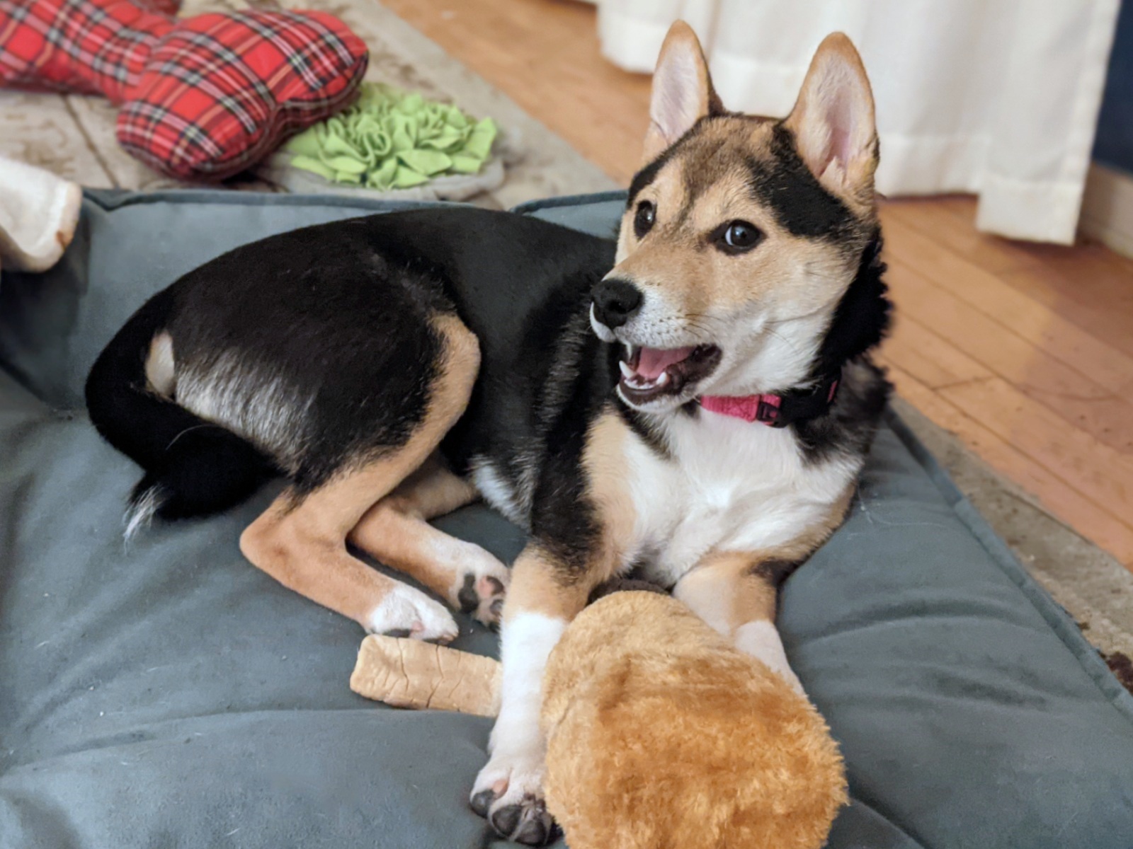 1/mo Finance ZippyPaws Happy Hour Crusherz Drink Themed Crunchy