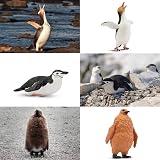 toymany 12Pcs Penguin Figurines Realistic PVC Party Set Christmas Gift view 4