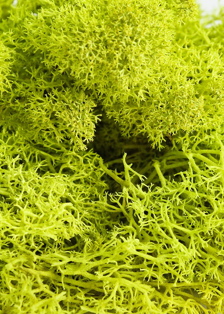 Super Moss 21669 Reindeer Moss Preserved, Chartreuse, 8oz (200 cubic