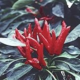 Pepper Seeds - Hot - Japanese - Santaka - 500 Mg