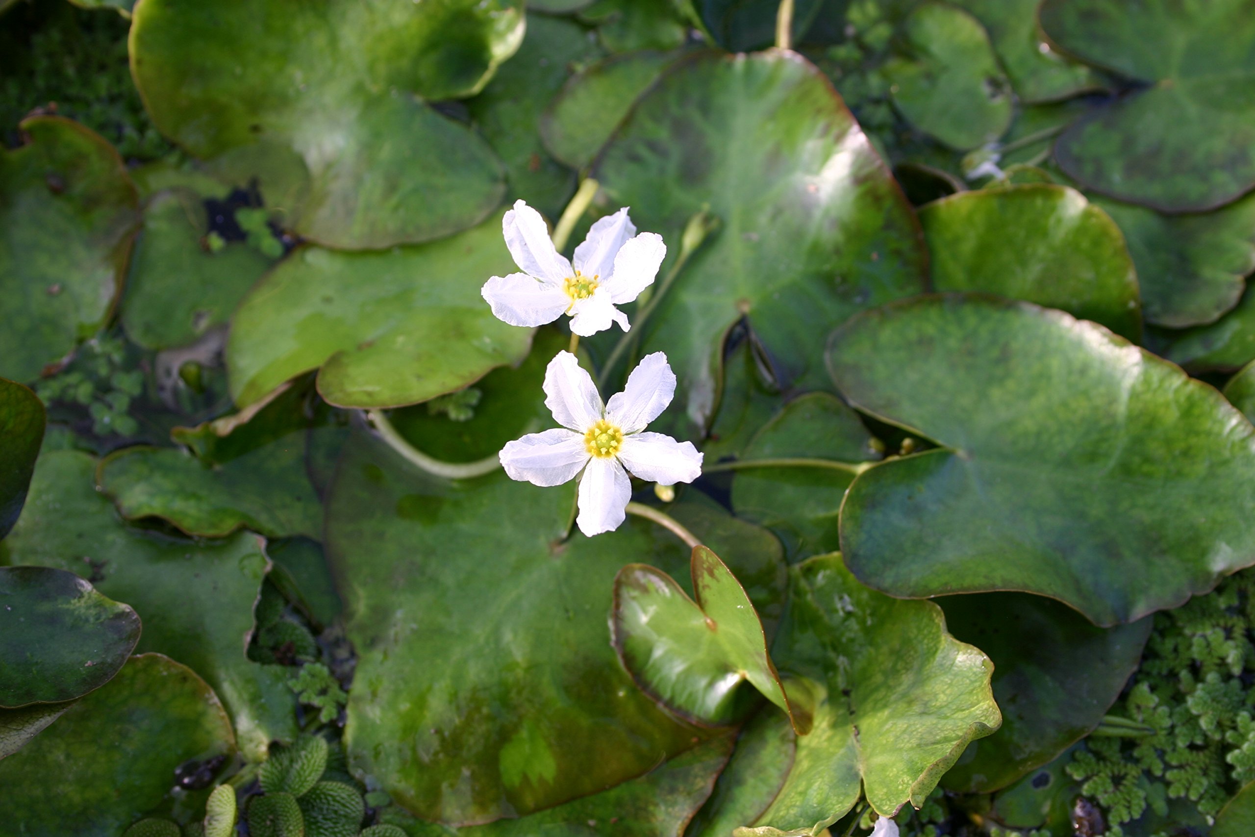POND PLANT, SNOWFLAKE, WHITE VARIEGATED (3 live plants)