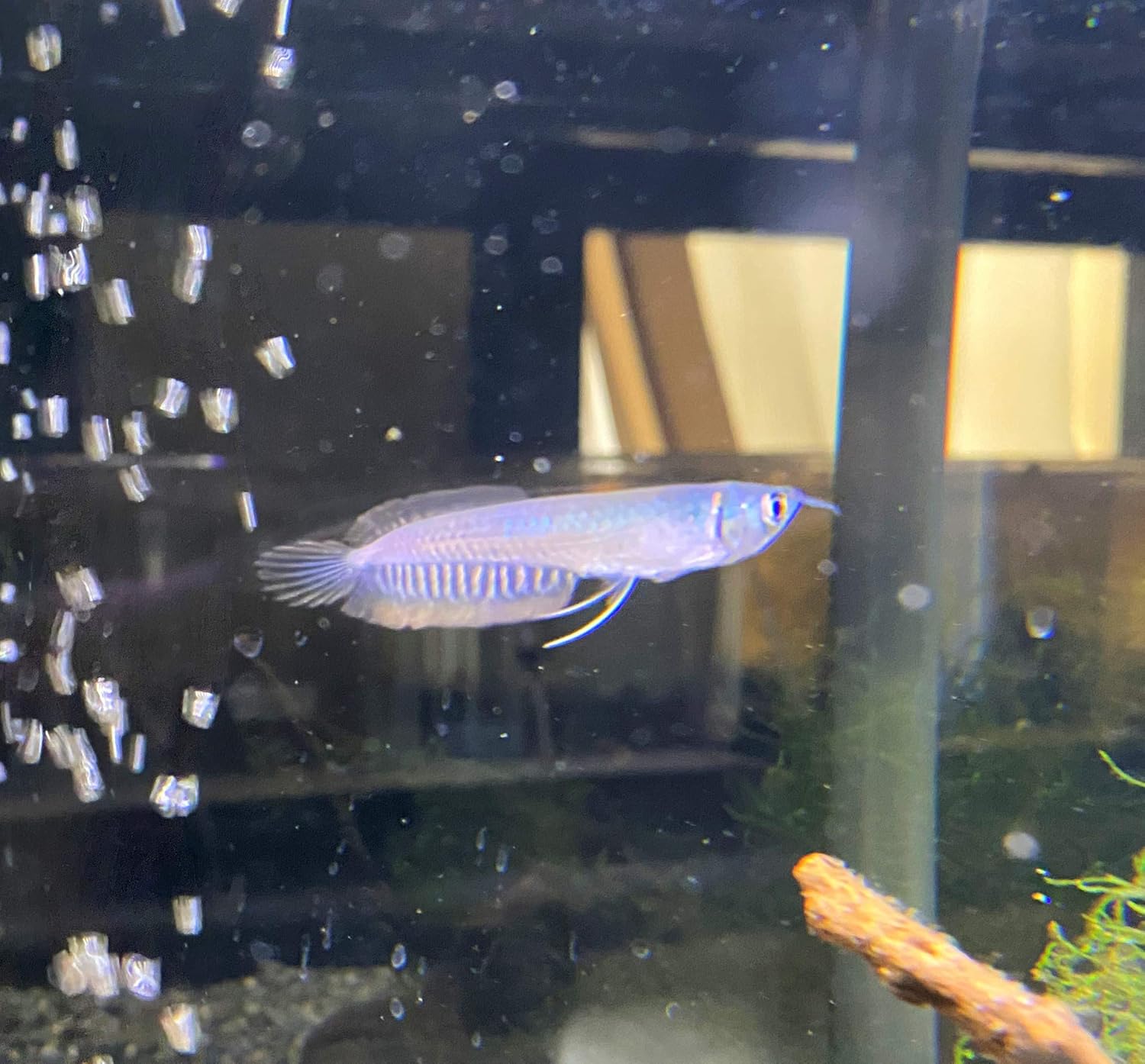 Amazon 熱帯魚 シルバーアロワナ 8 10cm 東京倉庫出荷 アクアショップピラルク 観賞魚 水中生物 通販