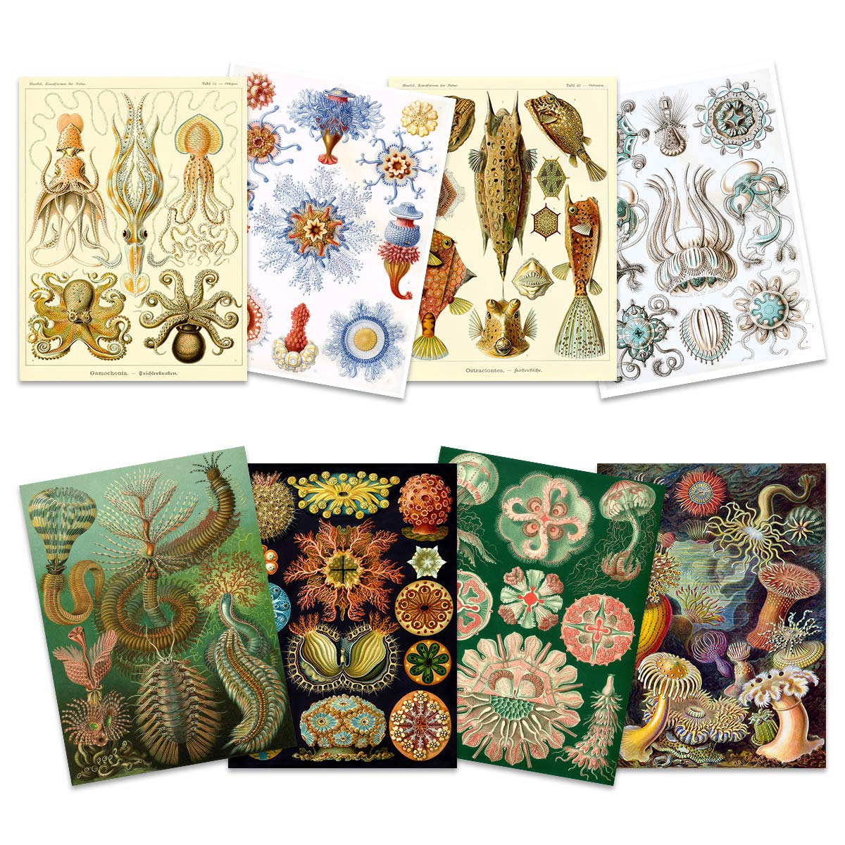 Artery8 Ernst Haeckel Kunstformen Der Natur Plates Nature Vintage Various Sea Life Biology Art Print Poster Home Decor Premium Pack of 8