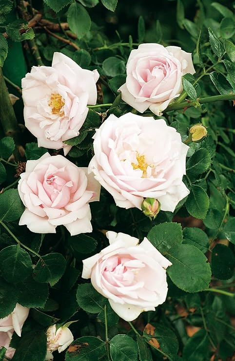 Kletterrose New Dawn In Hell Rosa Kletter Rose Winterhart Duftend Pflanze Fur Rankhilfe Wurzelnackt Wurzelware Von Garten Schluter Pflanzen In Top Qualitat Amazon De Garten