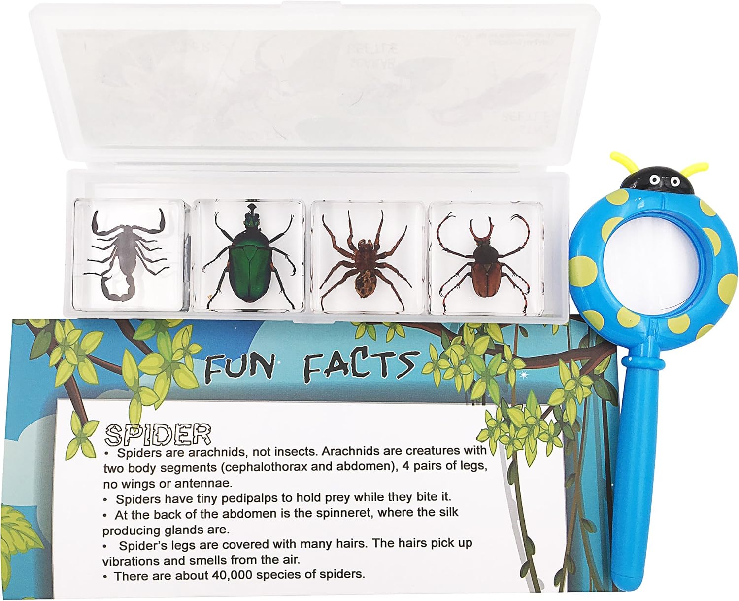 Amazon 4個組 昆虫 クモ綱の樹脂標本 Stemセット 虫眼鏡 豆知識ポスター 生態 採集 おもちゃ