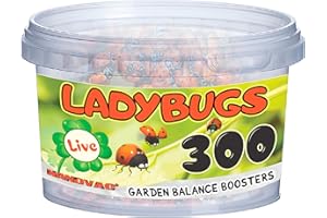 NANOVAC 300 - Ladybugs Live for Garden - Hippodamia Convergens - Live Lady Bugs in a Container (300)