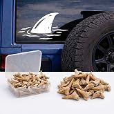 25 Real Fossilized Shark Teeth &amp; 10&rdquo;Shark Decal Sticker + Shark Tooth Identification Guide | Authentic Prehistoric Paleontology Archeology Fossil Kit (Shark Fin Decal)