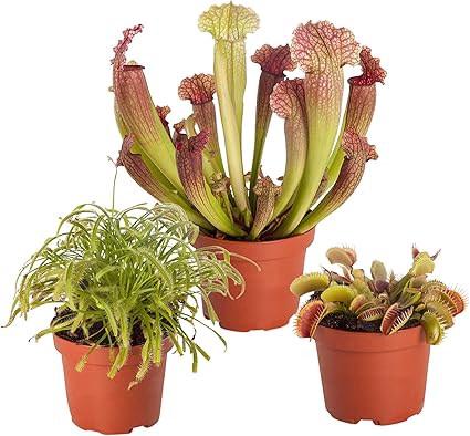 3er Mix Fleischfressende Pflanzen Schlauchpflanze Und Venusfliegenfalle Hohe 10 15cm Topf O 5 5cm Amazon De Garten
