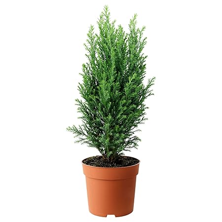 Get Some Deals Juniper Christmas Tree