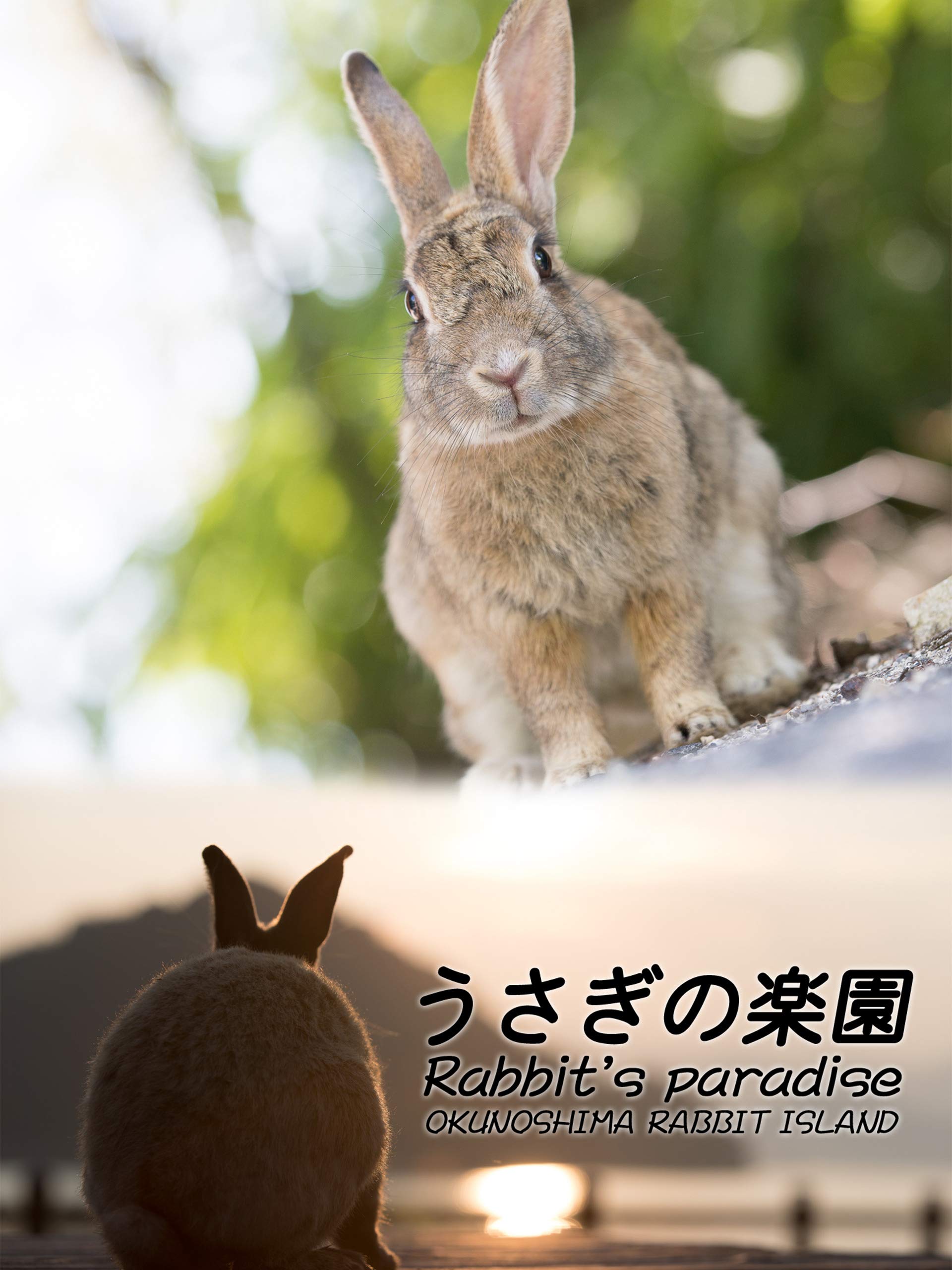 Amazon Co Jp うさぎの楽園60分版を観る Prime Video