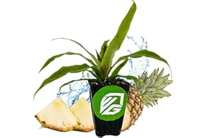 Sugarloaf Pineapple (Kona Sugarloaf) Live Plant - Ananas Comosus - Wellspring Gardens Starter Plant - Ideal Pineapple Plant Live Easy to Grow Starter Plant Great for Outdoor and Patio Planting