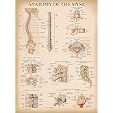 Amazon.com: Palace Learning Anatomy of the Spine Poster - Laminated ...