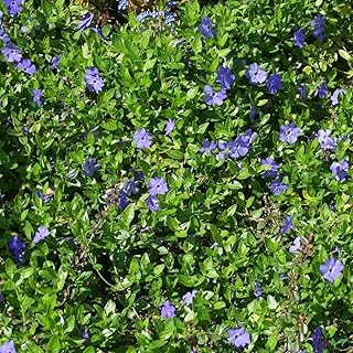 Vinca minor immergrüner Bodendecker winterhart 5-7 Triebe pro Topf violett blau (20 Stück)