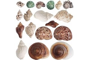 OSOPOLA 18 PCS Natural Hermit Crab Shells Medium Large Small Growth Turbo Seashells 1.4" - 3.5", Sea Conch Hermit Crab House Decor Aquarium Supplies Opening Size 0.6" -2" FD04