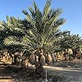 15 Medjool Date Palm Seeds, Pits, Phoenix dactylifera Large Fruit Mejhool Dates