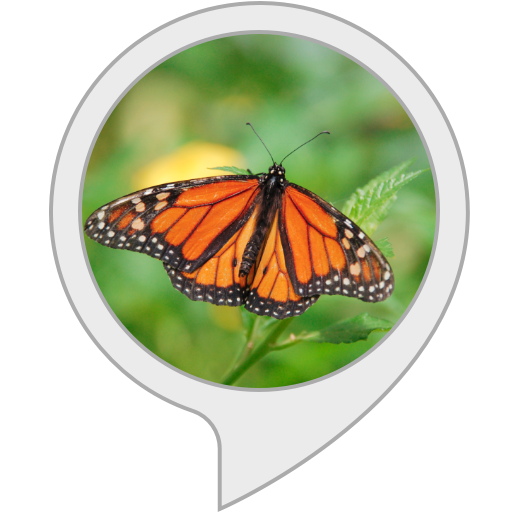 Amazon co jp Monarch Butterfly Facts Alexa Skills