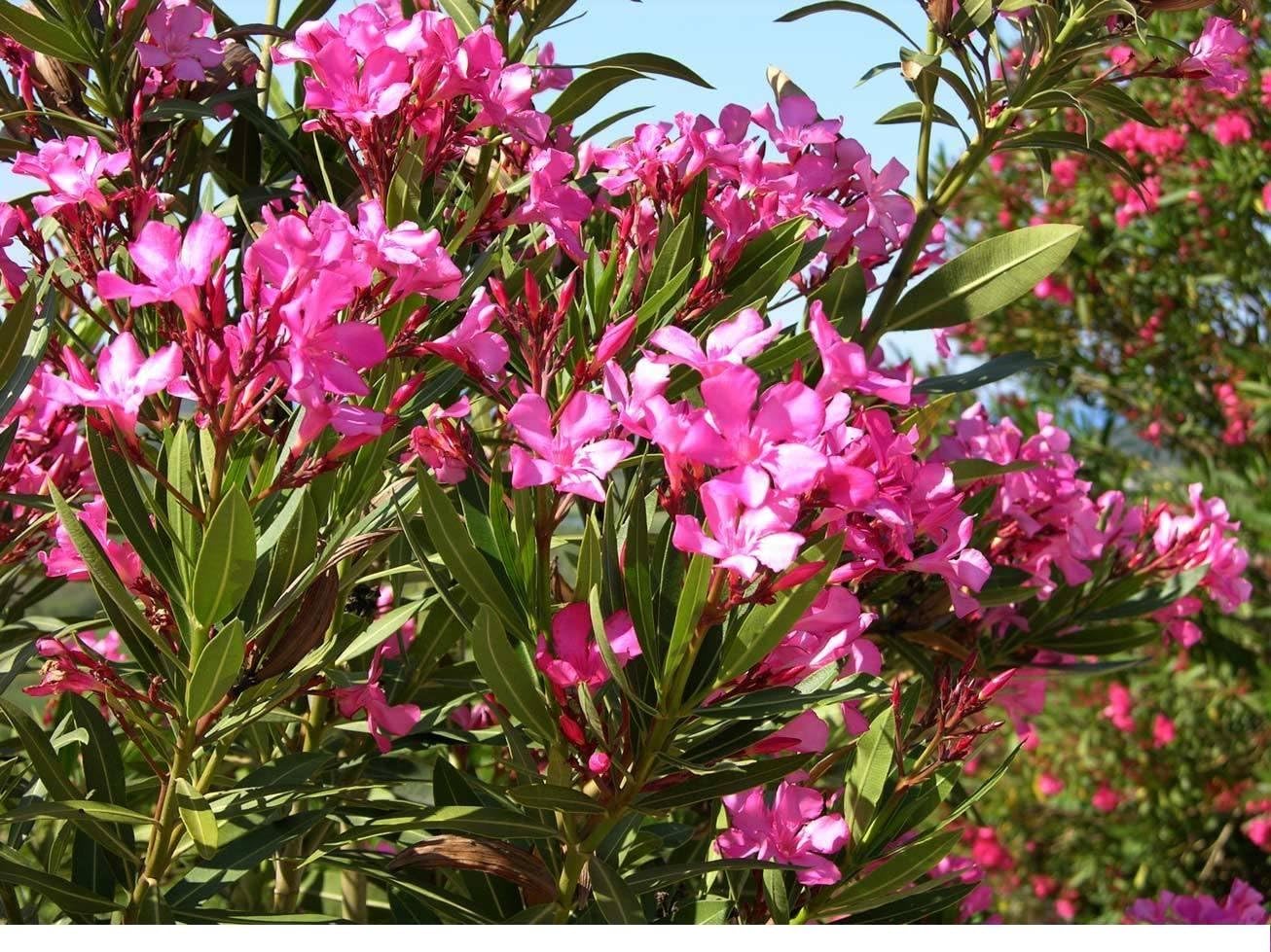 Nerium Oleander HOT PINK 15 seeds, Small & Hardy Tropical Tree or Shrub
