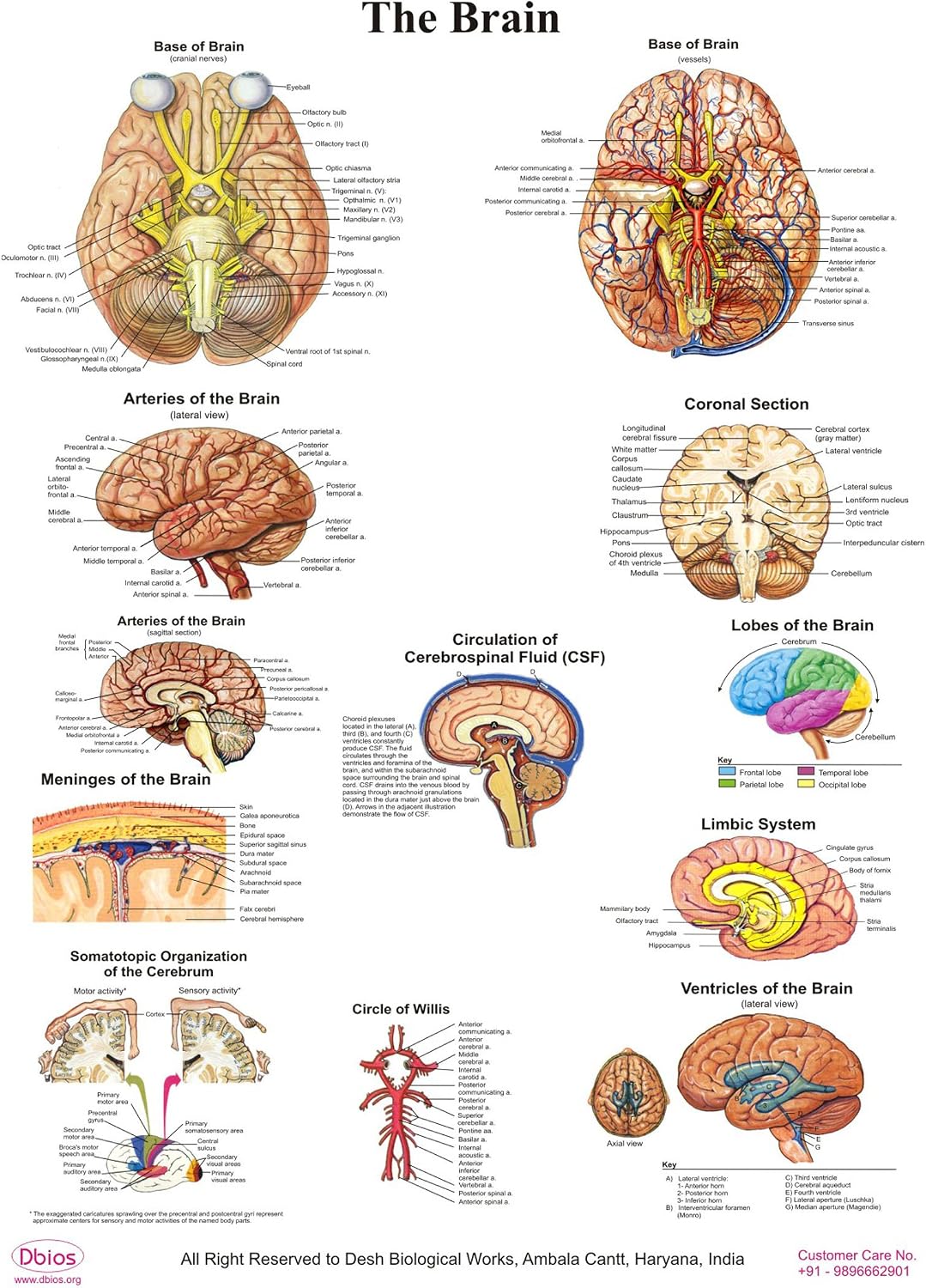 Dbios Digitally Printed The Brain Laminated Poster Educational Wall Charts