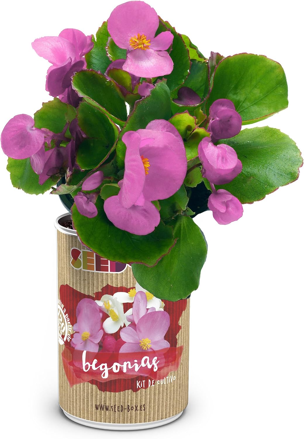 SeedBox PGPTFBE Lata de Cultivo begonias, 0.7x0.7x9 cm: Amazon.es ...
