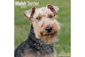 Welsh Terrier Calendar 2025 | Square Dog Breed Wall Calendar - 16 Month