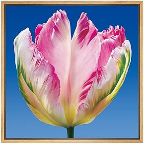 SIGNWIN Framed Canvas Wall Art Pink, Yellow, Green...