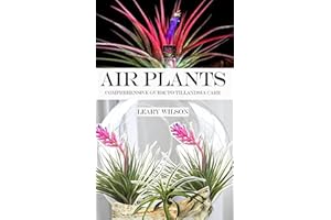 AIR PLANTS: Comprehensive Guide to Tillandsia Care