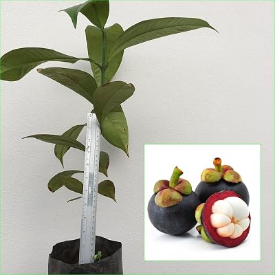 1 Mangosteen Tree Tropical Plant 20 Tall Garcinia mangostana Queen of Fruit Direct from Thailand Free Phytosanitary Cert
